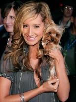 Ashley Tisdale и ее йоркширский терьер